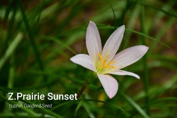 บัวดิน Z.Prairie Sunset | Yuphin Garden&Seed - กระทุ่มแบน สมุทรสาคร