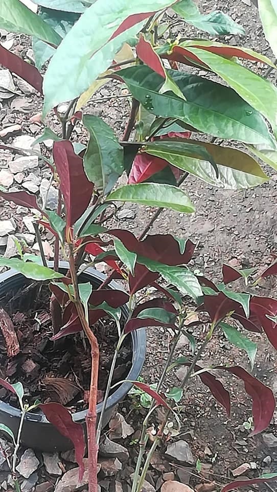 ต้นกระบือ ใบด้านบนสีเขีบวด้านล่างสีแดง ใช้จัดสวน  ปลูกในบ้าน