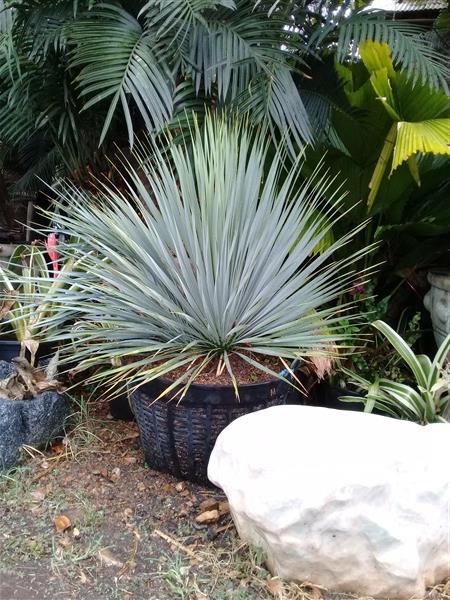 ขายยุคค่า (Yucca Rostrata) | สวนบุญชูใจ -  นครนายก