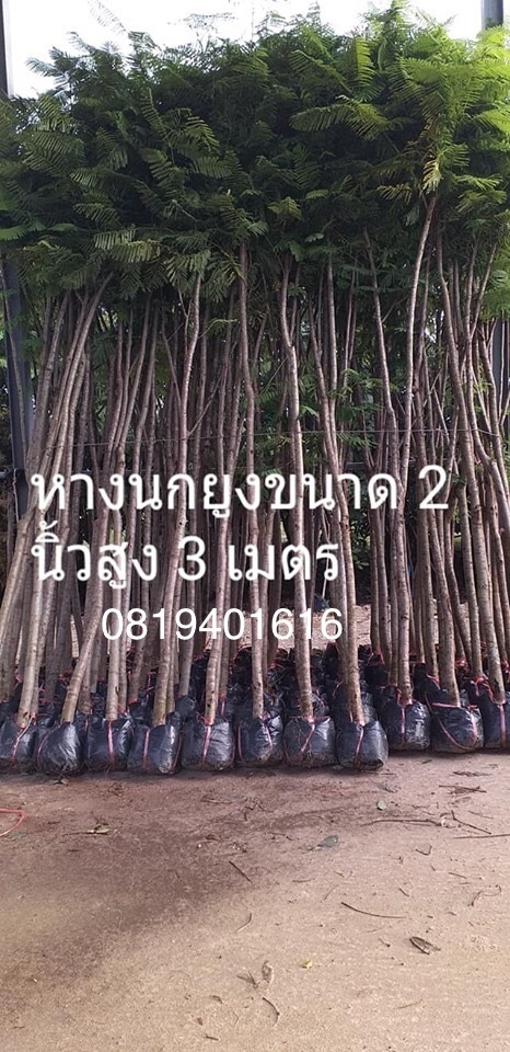 ต้นหางนกยุง 2 นิ้วสูง3เมตร