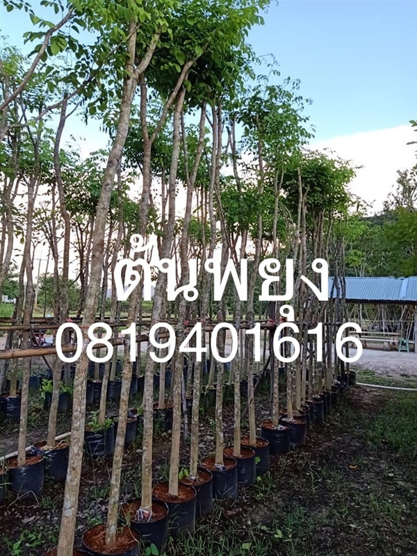 ต้นพยุง | สวนพร้อมพันธุ์ไม้ -  ปราจีนบุรี