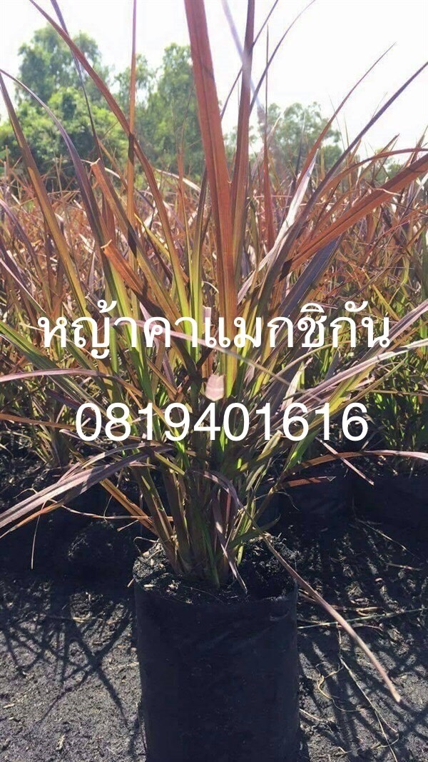 หญ้าเม็กซิกัน | สวนพร้อมพันธุ์ไม้ -  ปราจีนบุรี