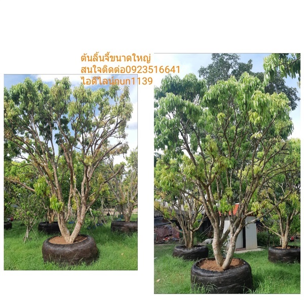 ต้นลิ้นจี่ | สวนป้าควรพันธ์ไม้ -  สระบุรี