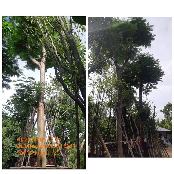 ต้นหางนกยูงเหลือง13นิ้ว | สวนป้าควรพันธ์ไม้ -  สระบุรี