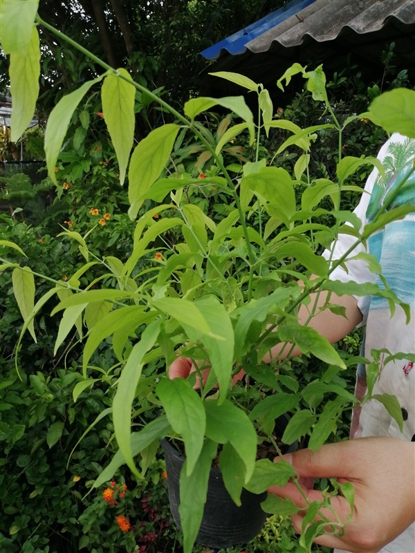 ต้นเสลดพังพอนตัวเมีย