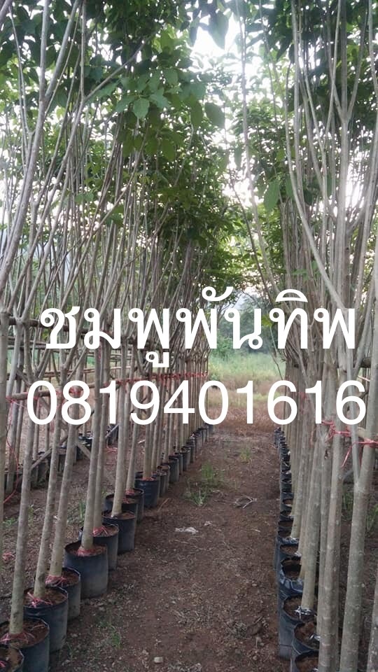 ต้นชมพูพันทิพย์ | สวนพร้อมพันธุ์ไม้ -  ปราจีนบุรี