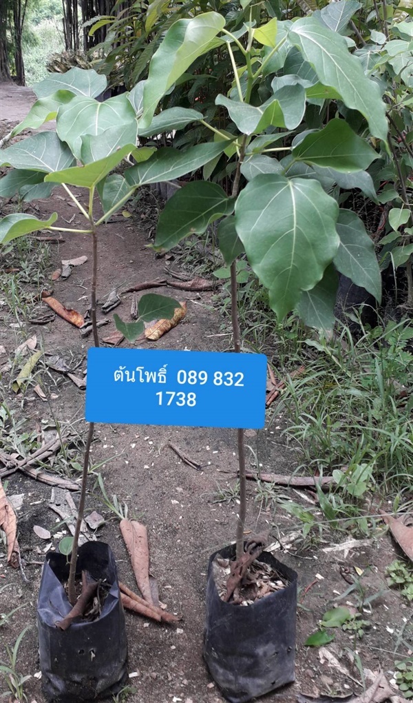 ต้นโพธิ์ | โชค พันธุ์ไม้ - เมืองปราจีนบุรี ปราจีนบุรี