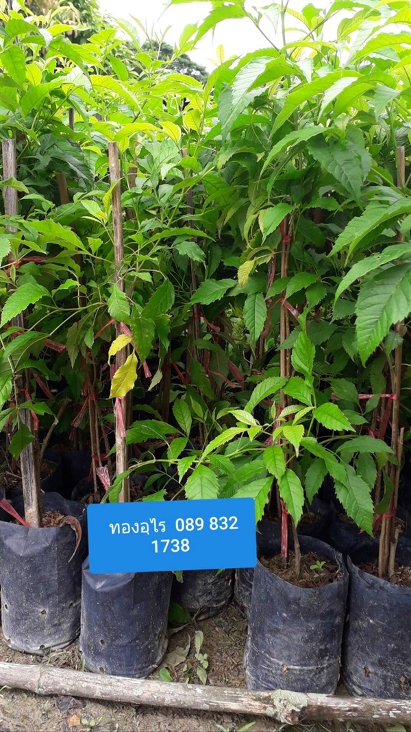 ทองอุไร | โชค พันธุ์ไม้ - เมืองปราจีนบุรี ปราจีนบุรี