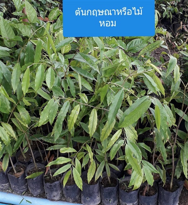 กฤษณา | โชค พันธุ์ไม้ - เมืองปราจีนบุรี ปราจีนบุรี