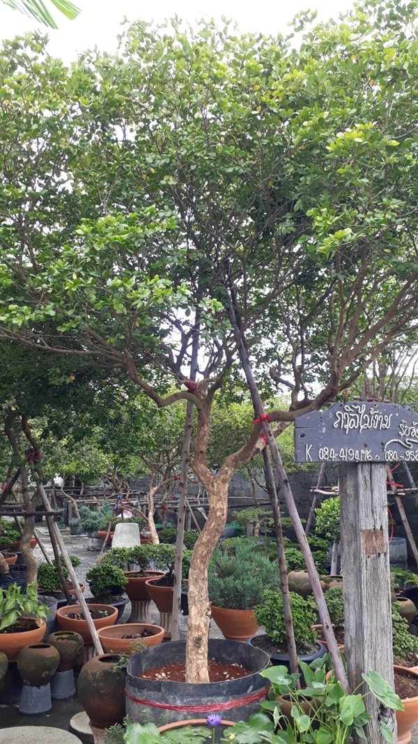 แก้วเจ้าจอม 4ใบ | ร้านถวิลไม้งาม คลอง6 - ธัญบุรี ปทุมธานี