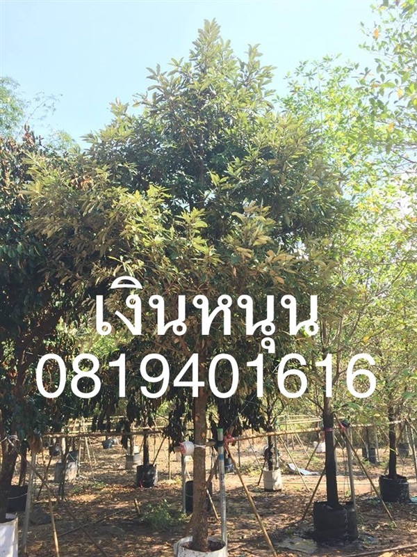 เศรษฐีเงินหนุน | สวนพร้อมพันธุ์ไม้ -  ปราจีนบุรี