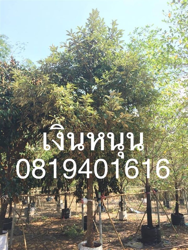 เศรษฐีเงินหนุน