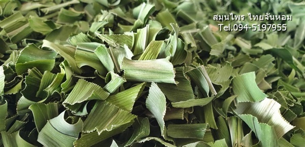 ใบเตยอบแห้ง (Pandan) | thaijanhomherbs - สามพราน นครปฐม