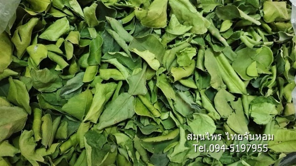 ใบมะกรูดอบแห้ง (Kaffir lime leaves) | thaijanhomherbs - สามพราน นครปฐม