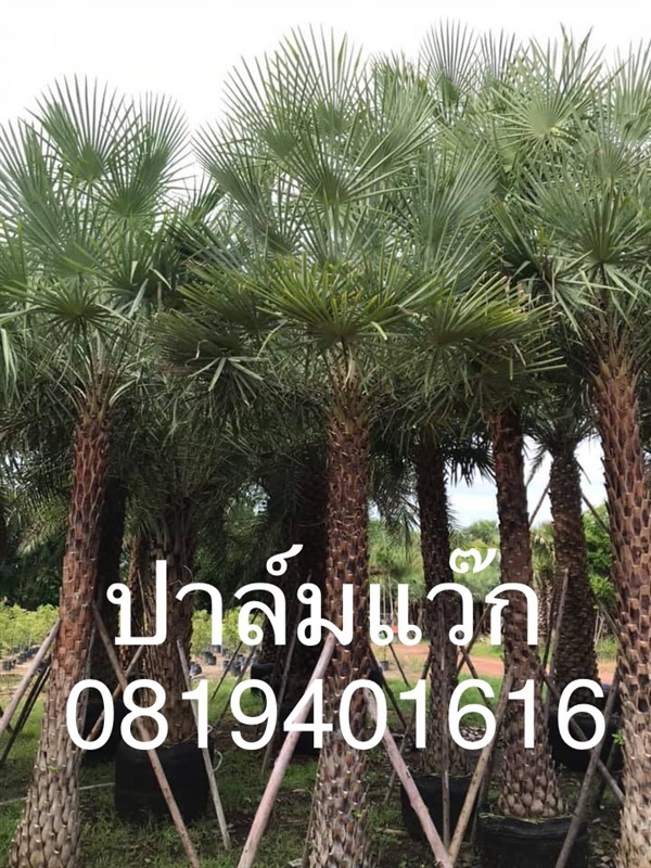 ต้นปาล์มแวกซ์ | สวนพร้อมพันธุ์ไม้ -  ปราจีนบุรี