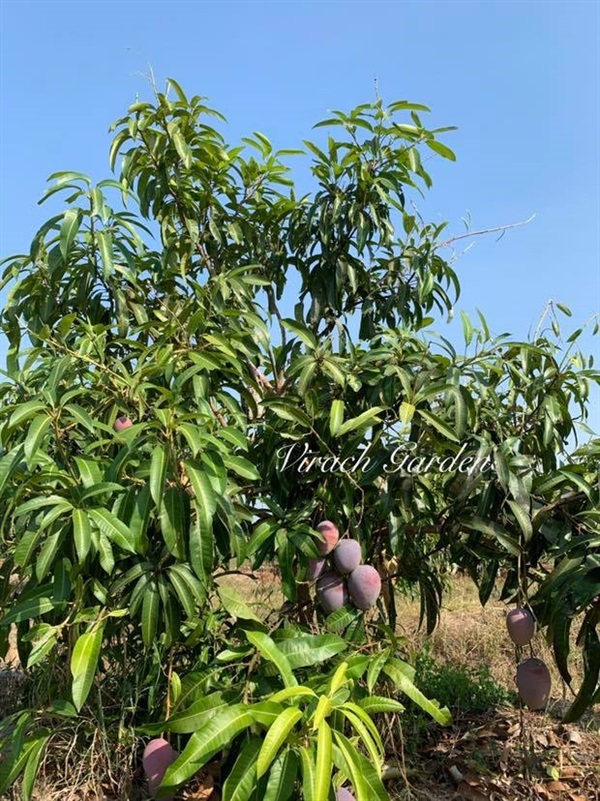 มะม่วงผิงกั่วเหวิน | สวนวิรัชไม้ผล - วัดโบสถ์ พิษณุโลก