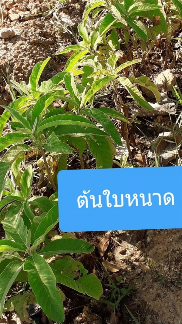 ต้นใบหนาด | โชค พันธุ์ไม้ - เมืองปราจีนบุรี ปราจีนบุรี