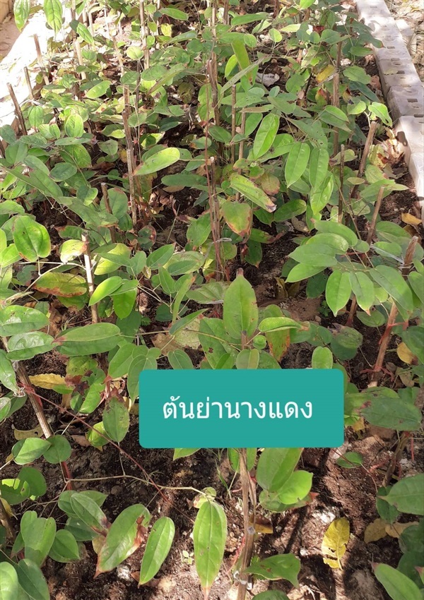 ต้นย่านางแดง | โชค พันธุ์ไม้ - เมืองปราจีนบุรี ปราจีนบุรี