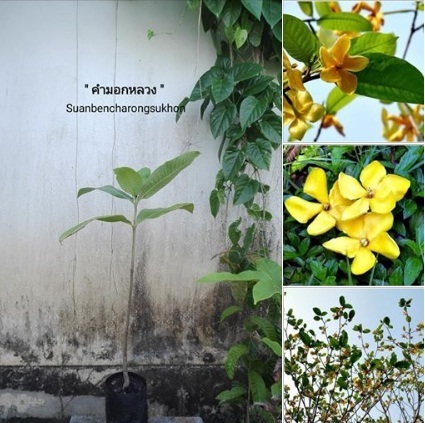 คำมอกหลวง (ไม้ยืนต้น-ดอกหอม) | สวนเบญจรงค์สุคนธ์ -  นครราชสีมา