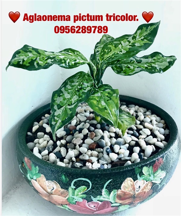  Aglaonema pictum tricolor.(เสือพราน 3สี) | อัญชัน seeds - สวนหลวง กรุงเทพมหานคร