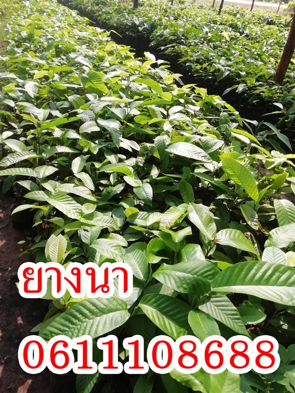 ยางนา | sk farm - บางกระทุ่ม พิษณุโลก