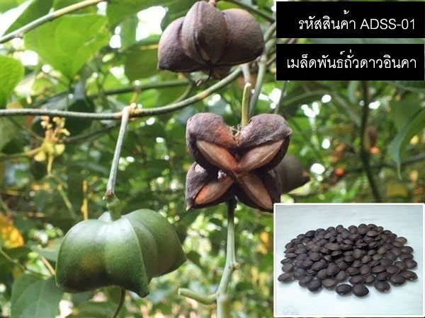  จำหน่ายเมล็ดพันธุ์ถั่วดาวอินคา (เมล็ดพันธุ์คุณภาพดี) | thailandseedshop - เมืองสมุทรปราการ สมุทรปราการ