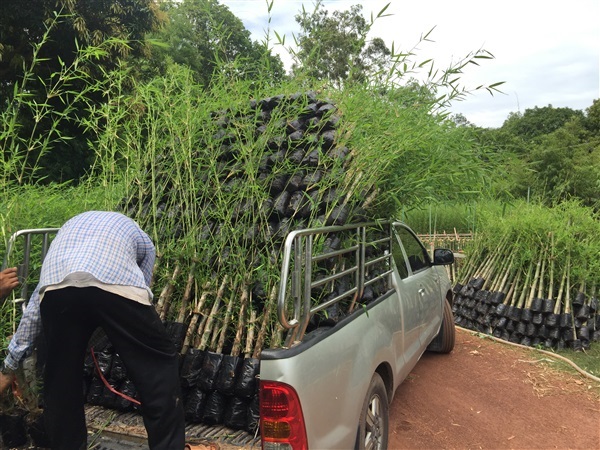 ไผ่รวกปราจีน | wannisa_par - เมืองปราจีนบุรี ปราจีนบุรี