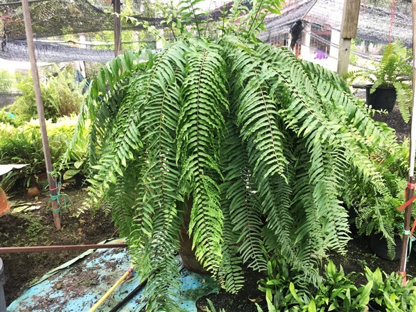 สไบนาง | สวนคุณจำลอง - บางกรวย นนทบุรี