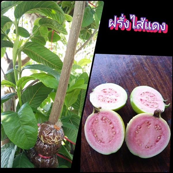 ฝรั่งไส้แดงเกษตร | สวนมะนาวแป้นไร่สุ่มมาตร์  - เมืองลพบุรี ลพบุรี