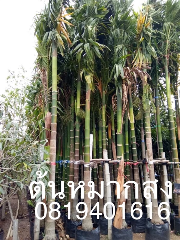 ต้นหมากสงสูง 5 เมตร | สวนพร้อมพันธุ์ไม้ -  ปราจีนบุรี