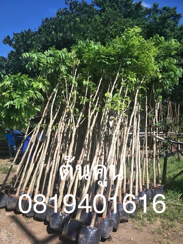 ต้นคูน | สวนพร้อมพันธุ์ไม้ -  ปราจีนบุรี