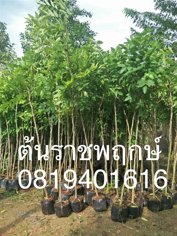 ต้นราชฤกษ์ | สวนพร้อมพันธุ์ไม้ -  ปราจีนบุรี