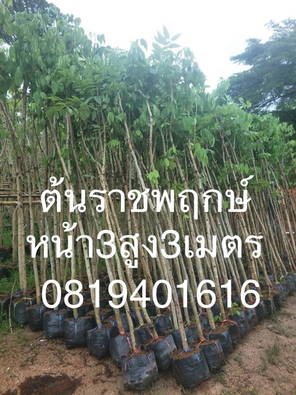 ต้นราชพฤกษ์3นิ้วสูง3เมตร | สวนพร้อมพันธุ์ไม้ -  ปราจีนบุรี