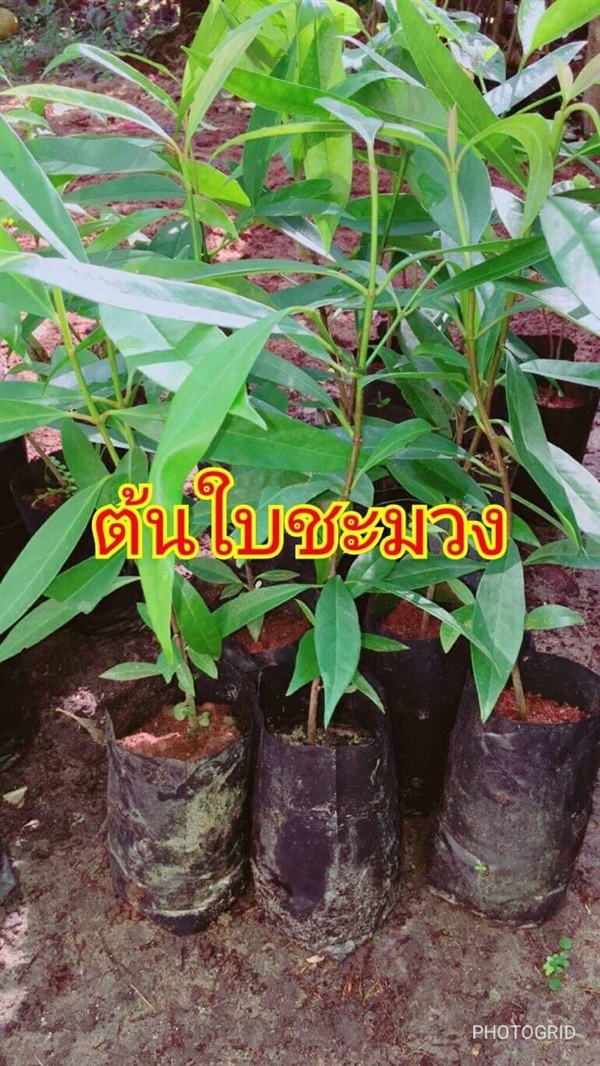 ต้นชะมวง