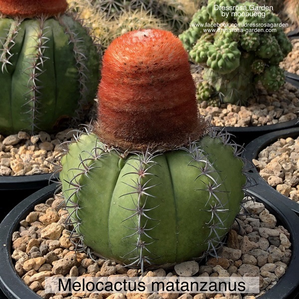 เมล็ดกระบองเพชร Melocactus Matazanus | Dressrosa Garden - เมืองมุกดาหาร มุกดาหาร