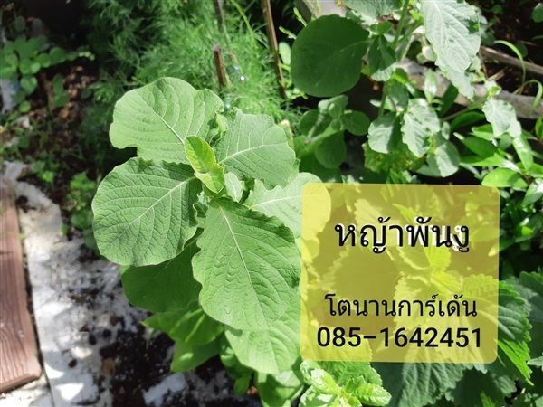 หญ้าพันงู | บ้านหญ้าหวาน โตนานการ์เด้น นนทบุรี - ปากเกร็ด นนทบุรี