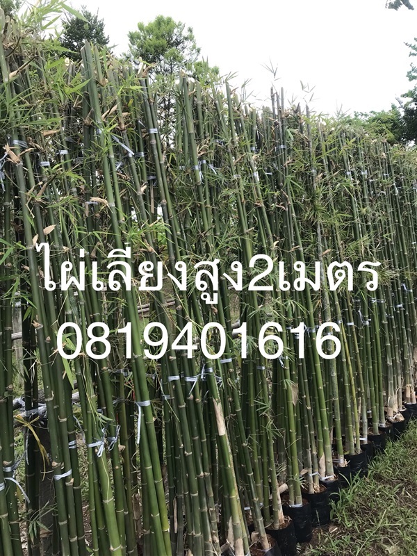 ไผ่เลี้ยงสูง2เมตร | สวนพร้อมพันธุ์ไม้ -  ปราจีนบุรี