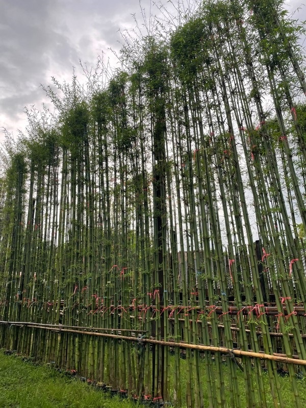 ไผ่เลี้ยง 6 เมตร | สวนพร้อมพันธุ์ไม้ -  ปราจีนบุรี