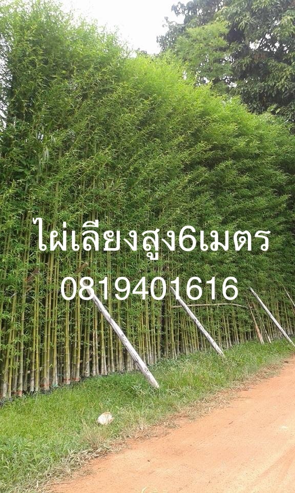 ไผ่เลี้ยงความ สูง 6 เมตร | สวนพร้อมพันธุ์ไม้ -  ปราจีนบุรี