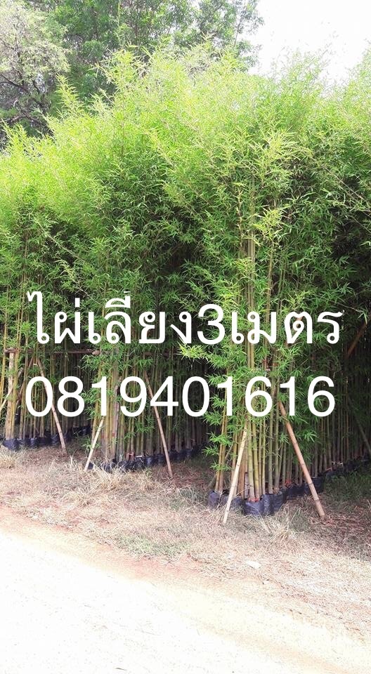 ไผ่เลี้ยงขนาดความสูง3เมตร | สวนพร้อมพันธุ์ไม้ -  ปราจีนบุรี