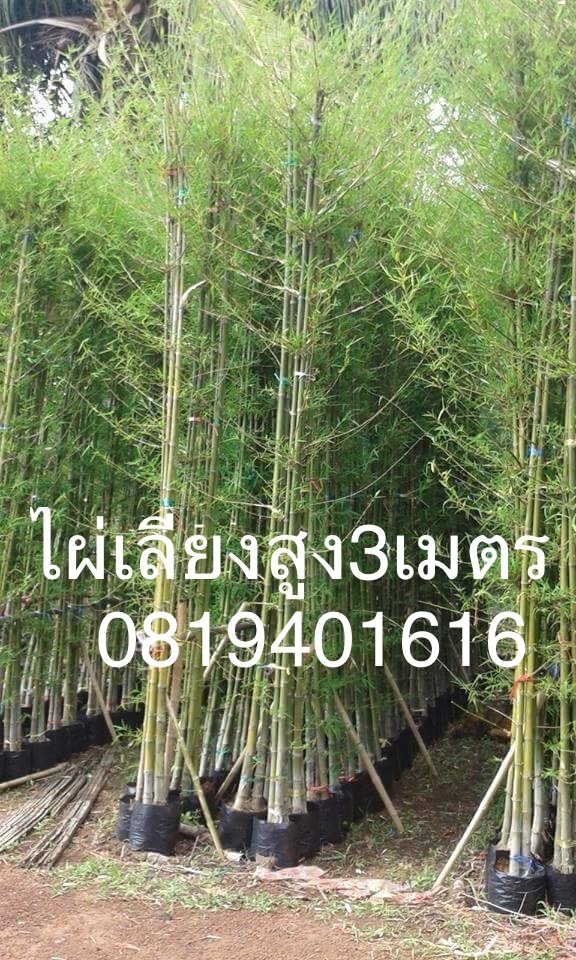 ไผ่เลี้ยง 3 เมตร | สวนพร้อมพันธุ์ไม้ -  ปราจีนบุรี