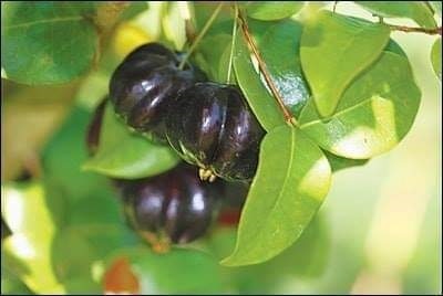 ต้นกล้ามะยมดำ | เมล็ดพันธุ์ดี เกษตรวิถีไทย - เมืองระยอง ระยอง