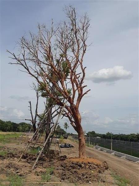 ต้นเสม็ด | บีพีเจโมเดิร์น -  นนทบุรี