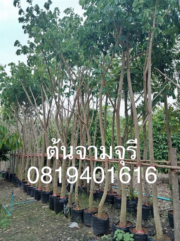 ต้นจามจุรี | สวนพร้อมพันธุ์ไม้ -  ปราจีนบุรี
