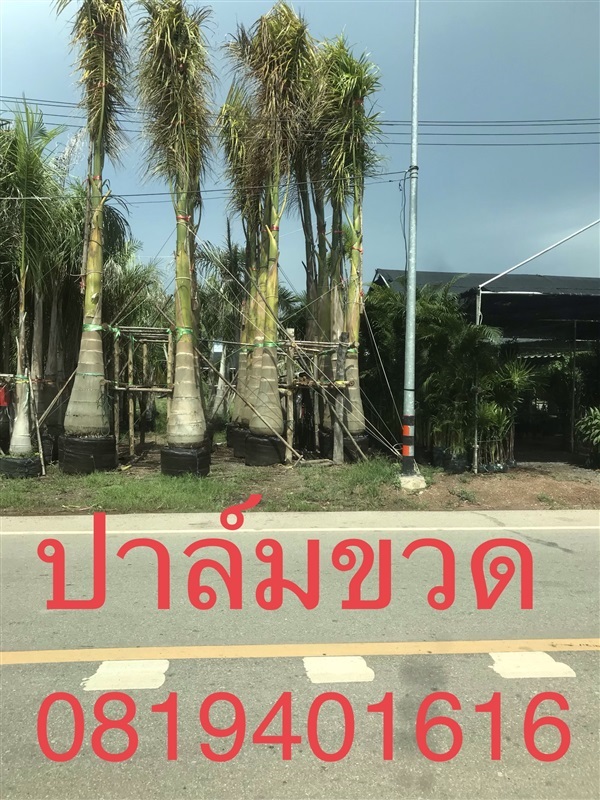 ต้นปาล์มขวด | สวนพร้อมพันธุ์ไม้ -  ปราจีนบุรี