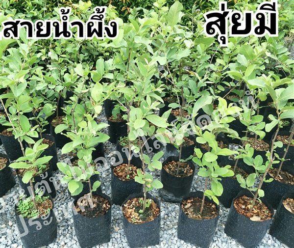 ฝรั่งสายน้ำผึ้งไร้เมล็ด | สวนนรัชยา - วัฒนา กรุงเทพมหานคร