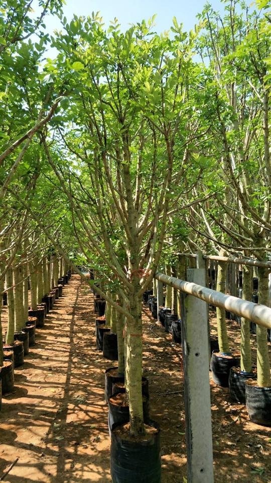 ต้นแคนาหน้า 4 สูง สูง 3 เมตร | สวนพร้อมพันธุ์ไม้ -  ปราจีนบุรี