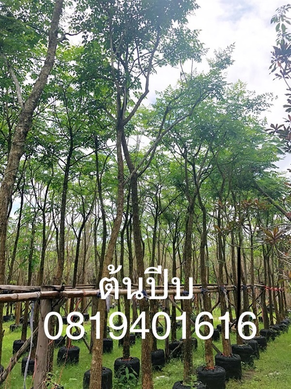 ต้นปีบ | สวนพร้อมพันธุ์ไม้ -  ปราจีนบุรี