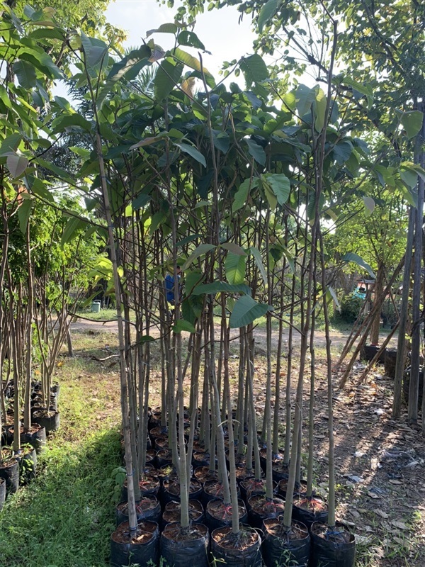 ต้นยางนา | สวนพร้อมพันธุ์ไม้ -  ปราจีนบุรี