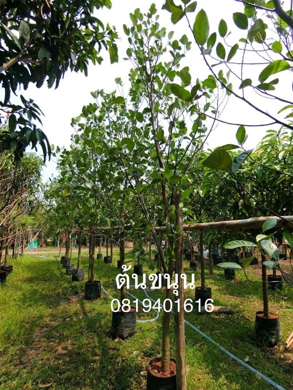 ต้นขนุน | สวนพร้อมพันธุ์ไม้ -  ปราจีนบุรี